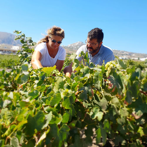 Anhydrous Santorini Απόστολος Μούντριχας Λένγκα Γρηγοριάδου